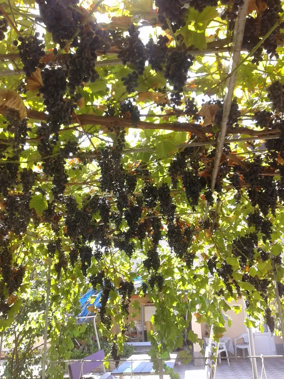 Отдых в Евпатории,  в частном секторе.