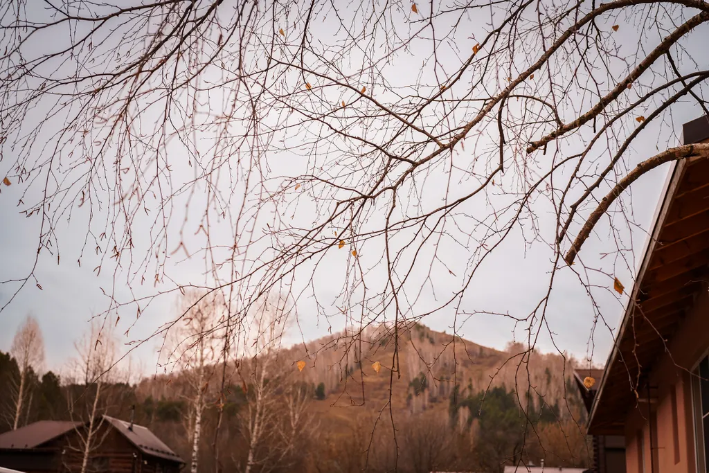 Гостевой дом и кедровая баня на Алтайской