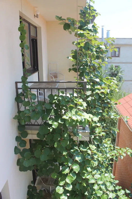 Квартира Комната — Лазаревское