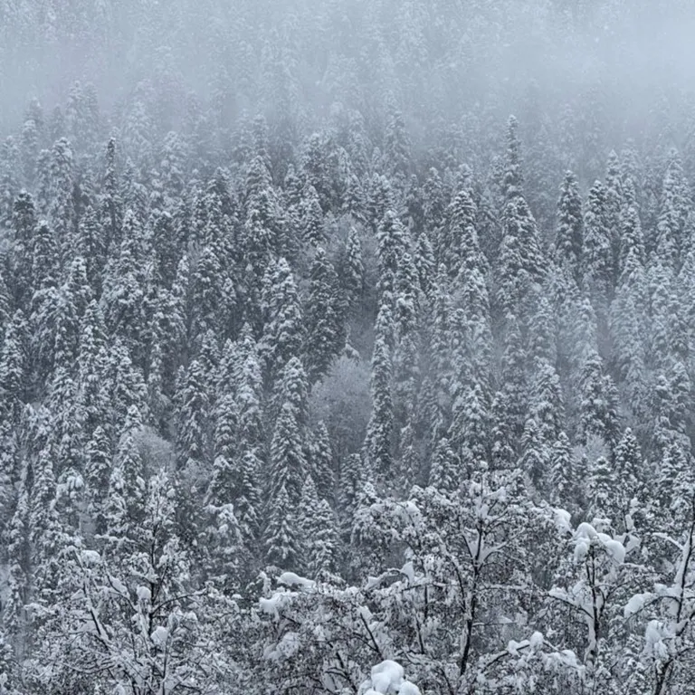 Коттедж Новый коттедж в лесу — Архыз