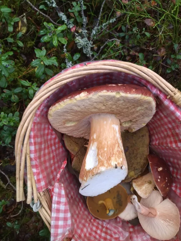 Гостевой дом Лось