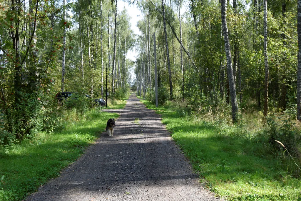 Шале в лесу в Подмосковье со всеми удобствами
