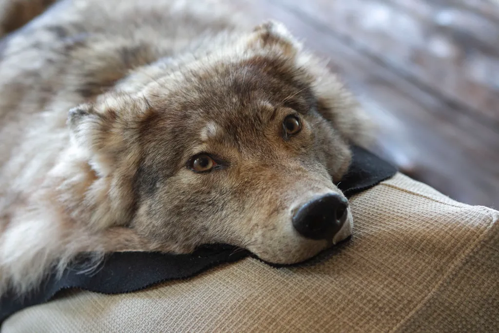 Вилла в Беларуси на озере Мядель