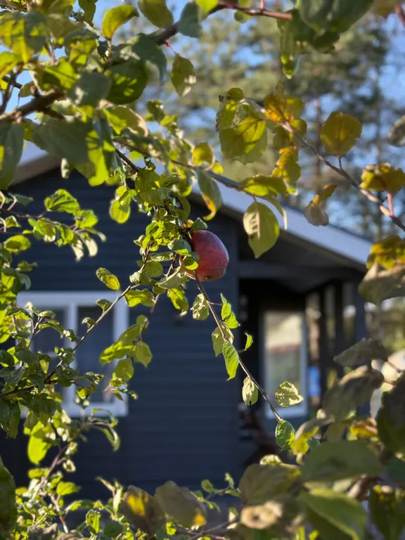 Хижина чудес