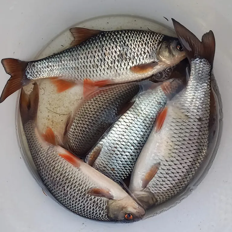 5-комнатный Дом