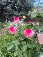 Ирина Лебединская