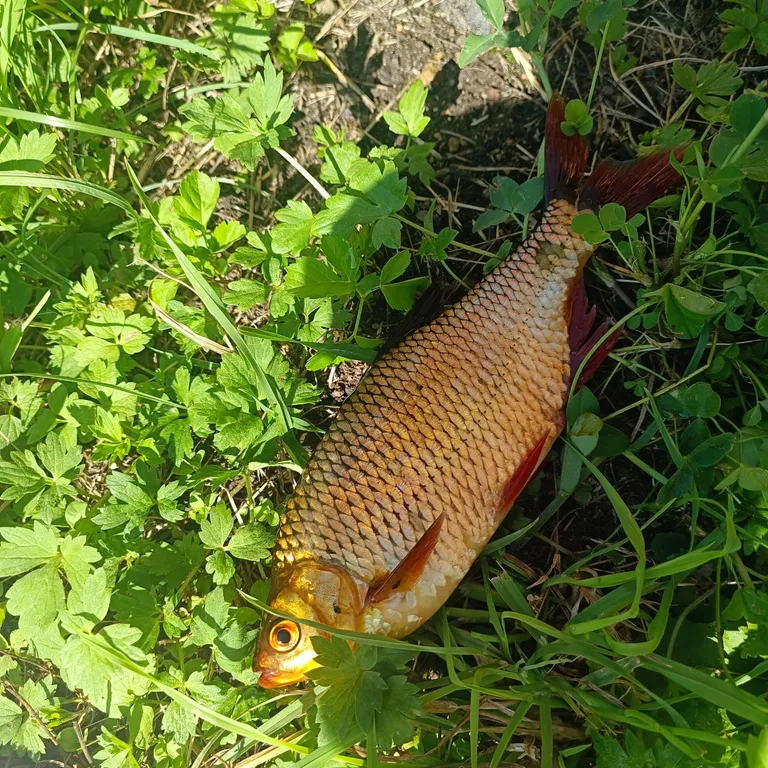 Уютный коттедж на реке