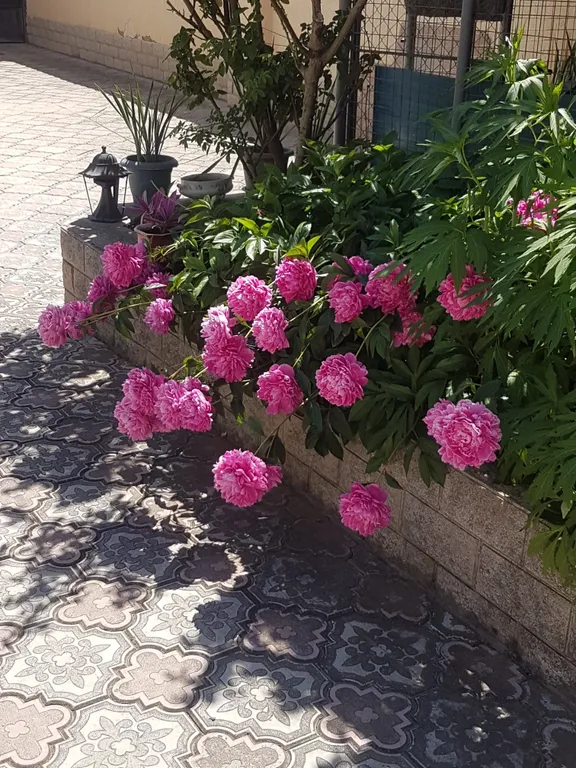 Отдых в Евпатории, в частном секторе