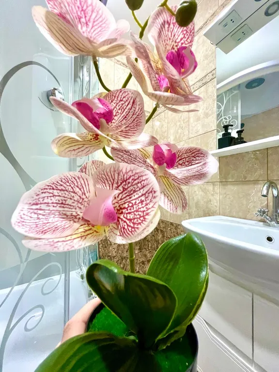 Карамель и Капучино