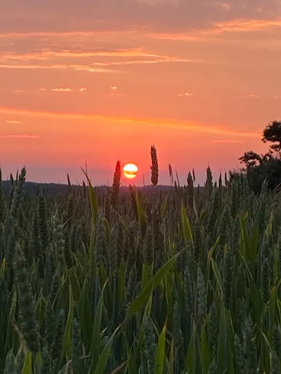 Агроусадьба в хуторской тиши с камином, сеновалом и сном на пчелах