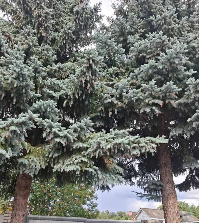 Вариантъ у монастыря