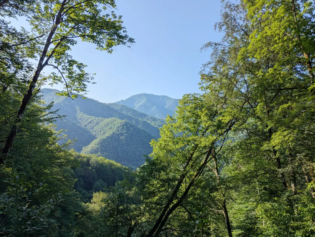 Сруб в заповедном лесу