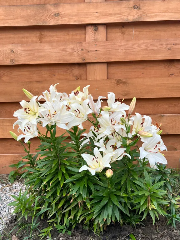 Фазенда у озера