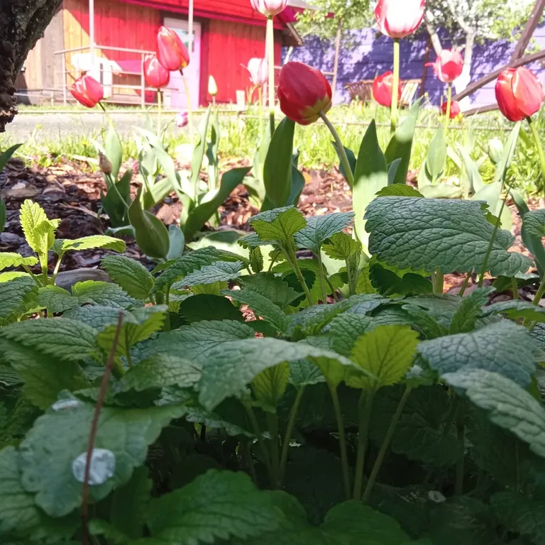 Коттедж на озере Нарочь