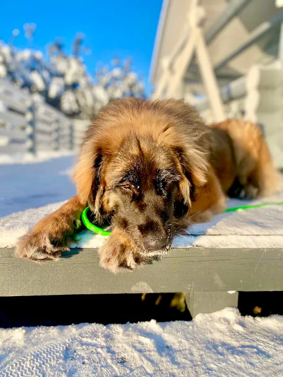 Коттедж 1-комнатный Дом — Сясьстрой