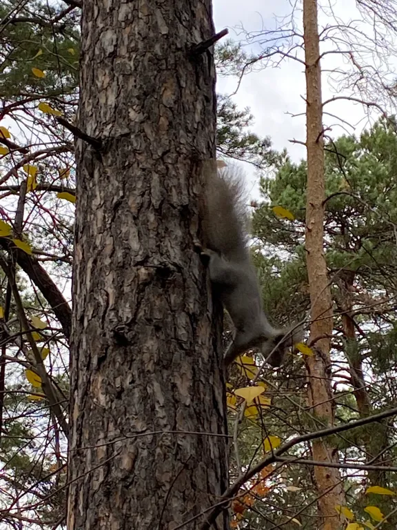 Оз. Еловое санаторий сосновая горка Уютная Квартира