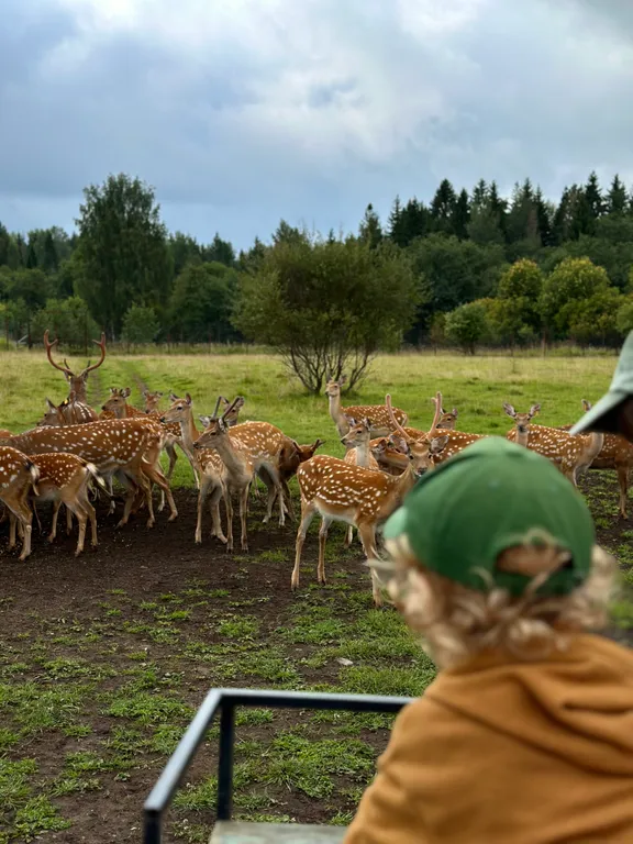 Большой уединенный A-frame в лесу с горячей купелью Фурако