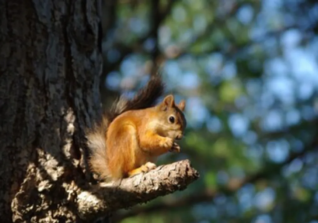 Коттедж Коттедж Вязоград — Приморск