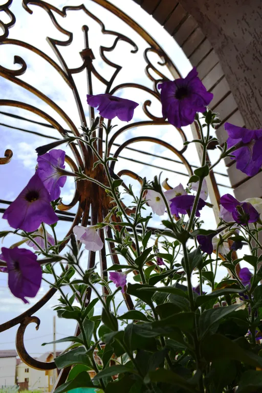 Замок Мари, 2-комнатные апартаменты с кухней 5 минут пешком от пляжа