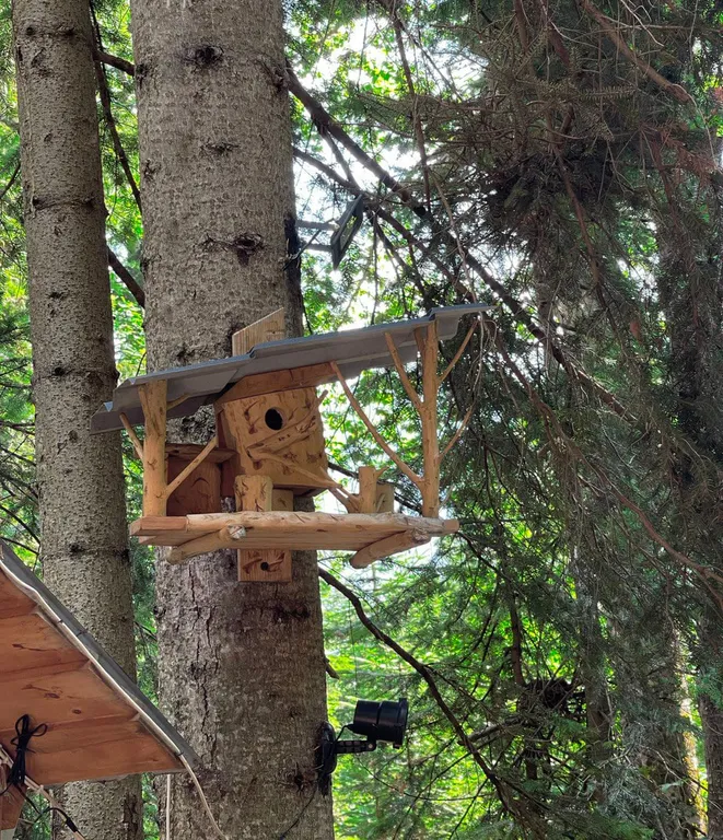 4-х местное шале в хвойном лесном массиве