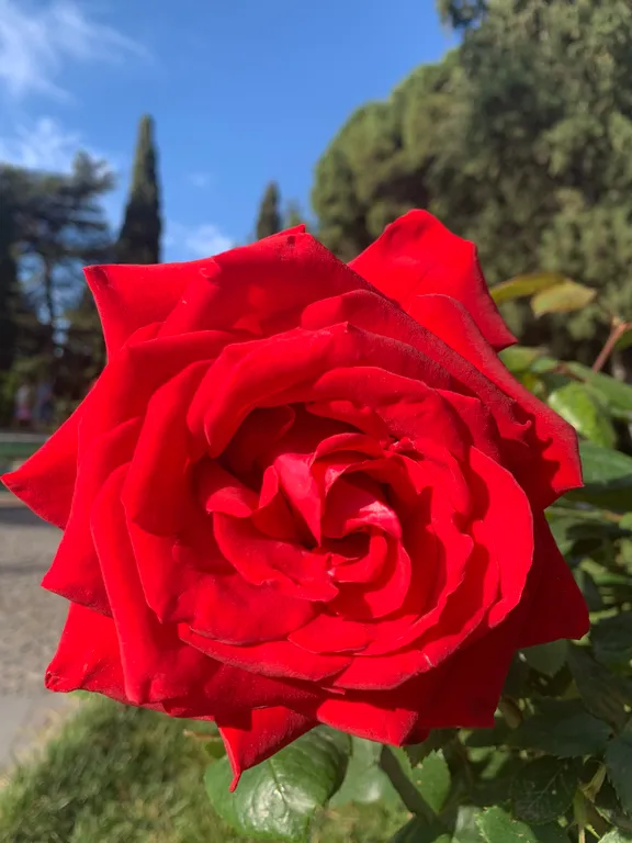 Уютная студия в самом сердце Ялты ждет своих гостей