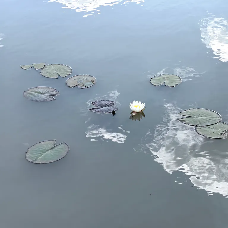 Коттедж Отдых от городской суеты в Адыгеи, домик в лесу А-фрейм — Веселый