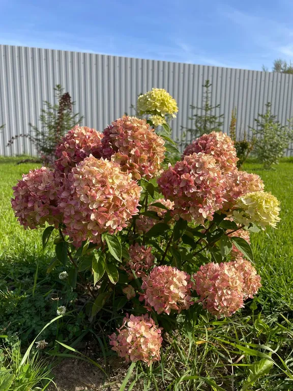 5-комнатный Дом