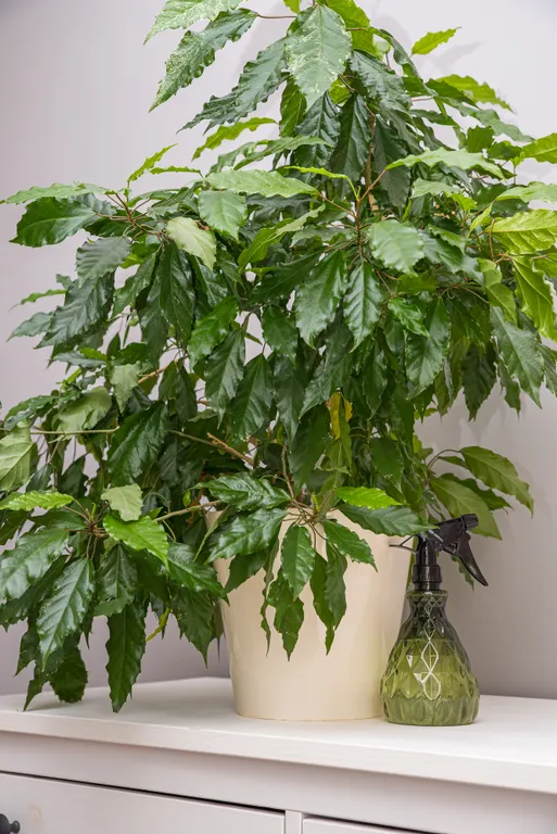 Уютная квартира в старом фонде в центре г. Пятигорска