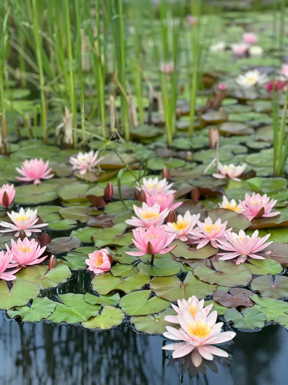 Коттедж Дом на берегу пруда — Бор