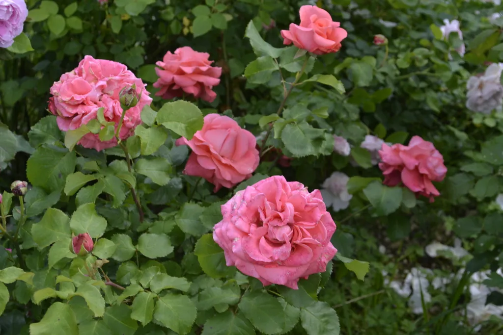 Дом с баней