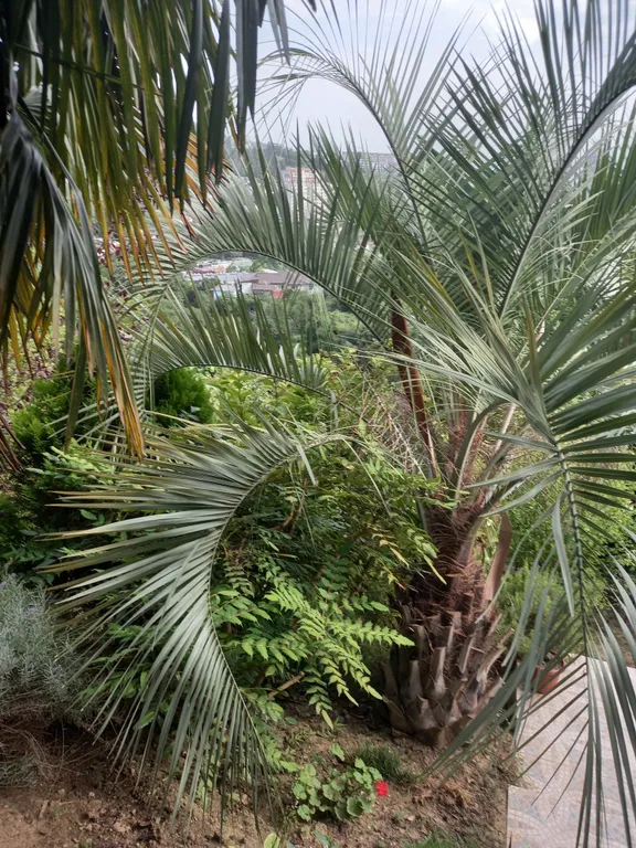 Квартира Уютная квартира  в центре города возле парка Дендрарий одна на этаже. — Сочи