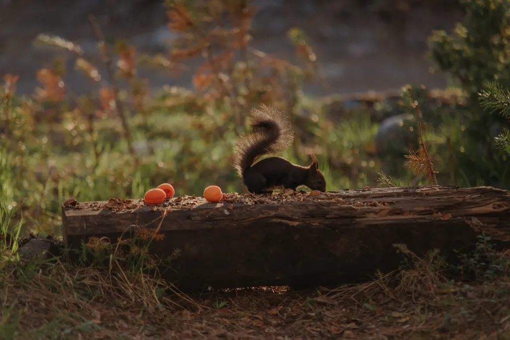 Апартаменты в лесу, с видом на горы