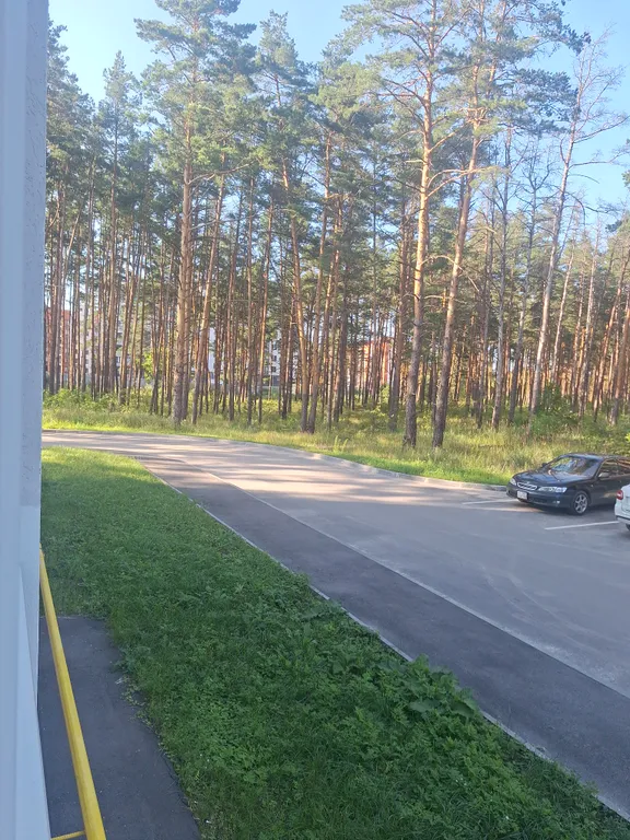 Уютная квартира в окружении соснового леса