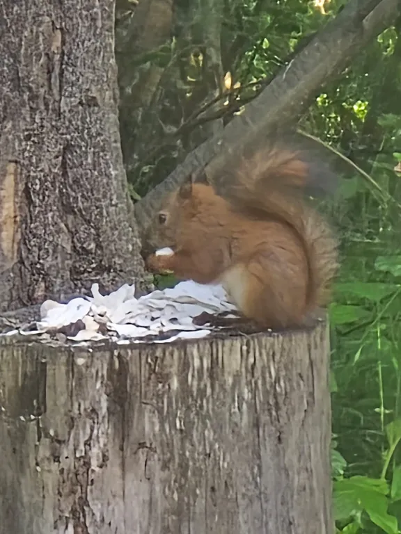 Коттедж Коттедж Лес хрустальной песни — Архыз