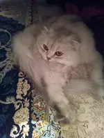 Джамиля Магомедова
