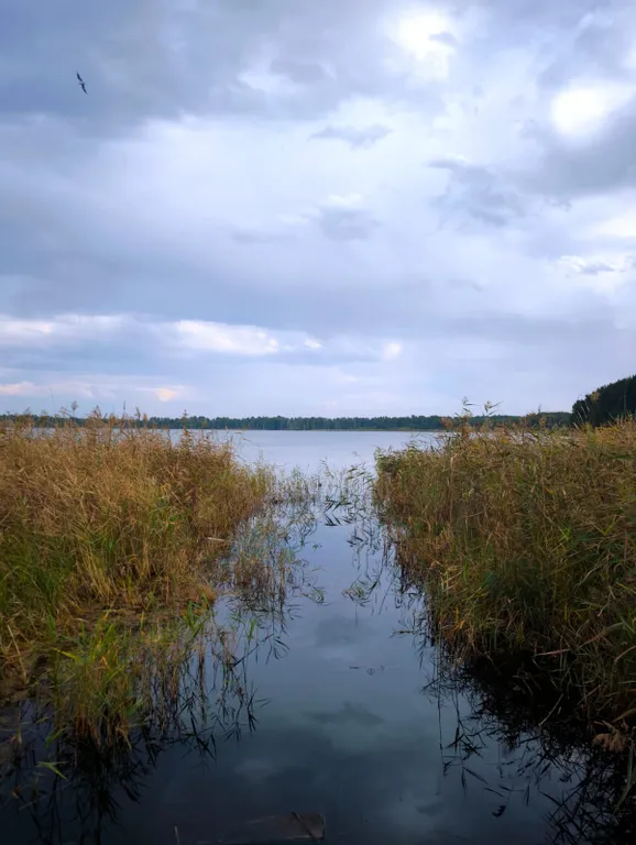Уютный дом, дом-баня, банный чан,вид на лес рядом с сосновым бором