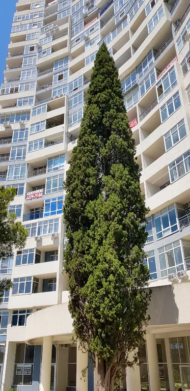 Квартира в 500м у моря с видом на дендрарий