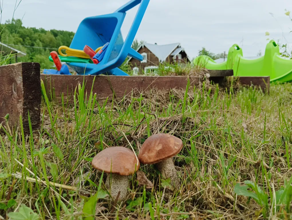 Гостевой дом Лось