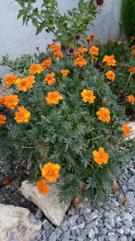 Уютный трёхместный номер на Фиоленте