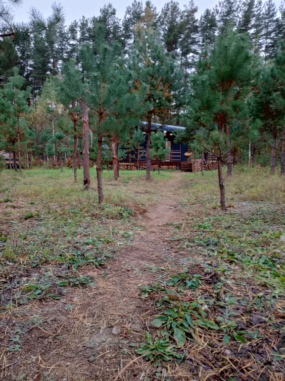 Уютный домик в сосновом лесу