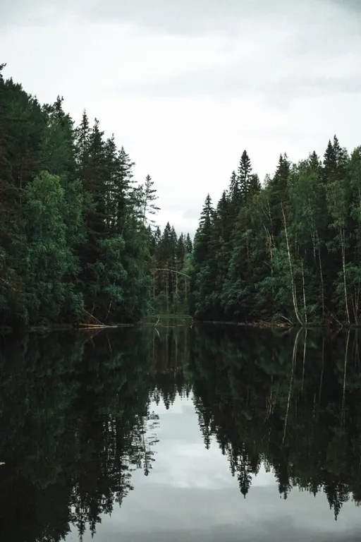 Коттедж комфорт класса с видом на лес