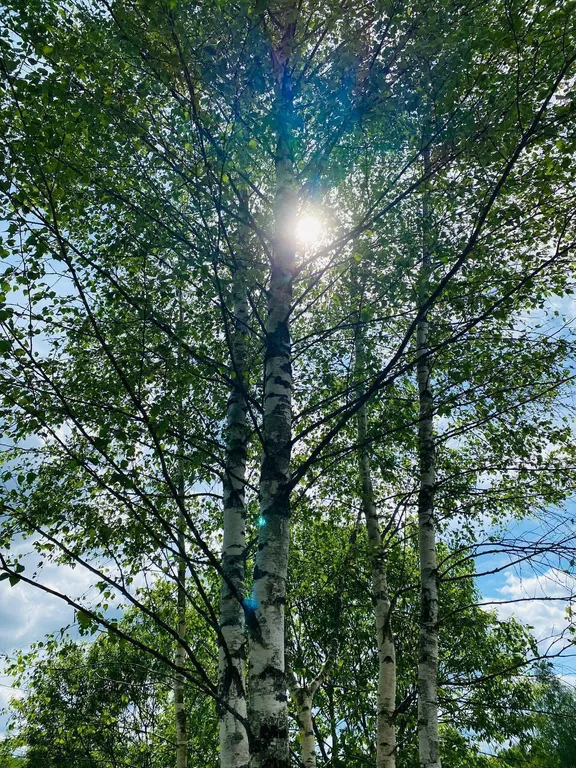 Дом с ковром