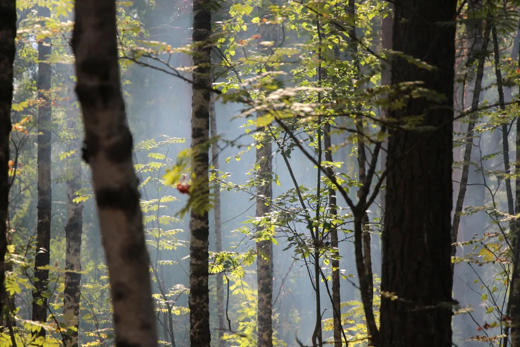 Хижина в лесу на берегу озера без соседей