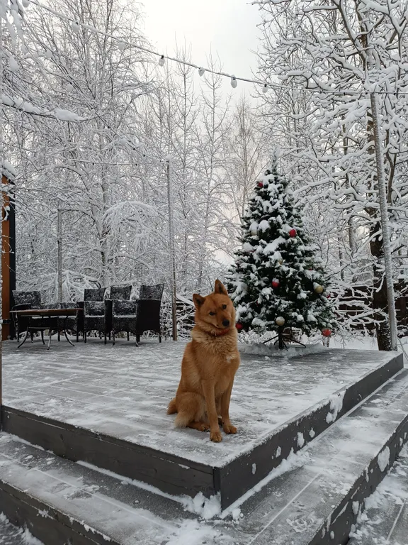 Коттедж Загородный дом Затишье — Санкт-Петербург