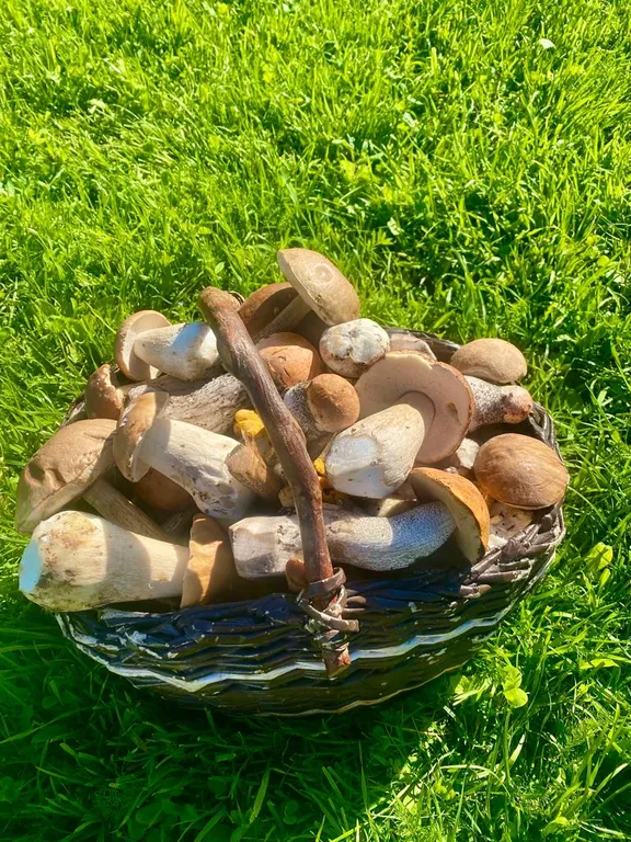 Дом с пятнистыми оленями и кроликами в лесу