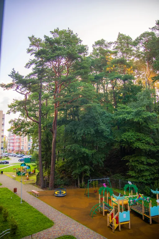 Студия с видом на сосновый лес