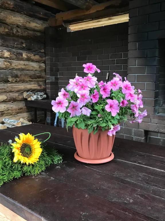 Кошкин дом в Комарово