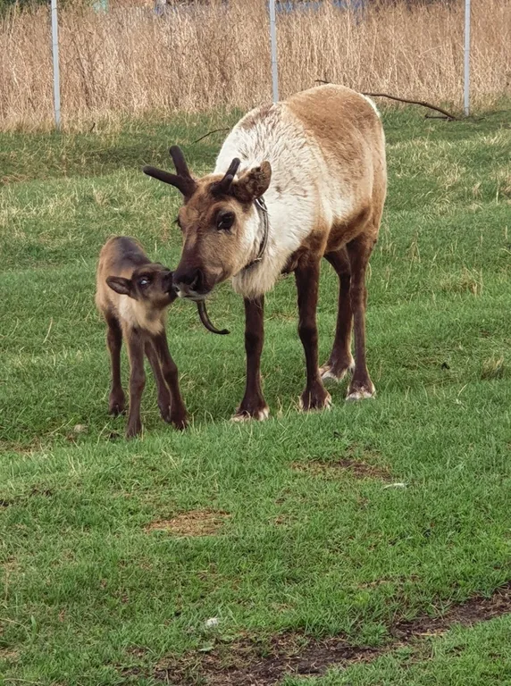 Дом Тропик у озера Увильды