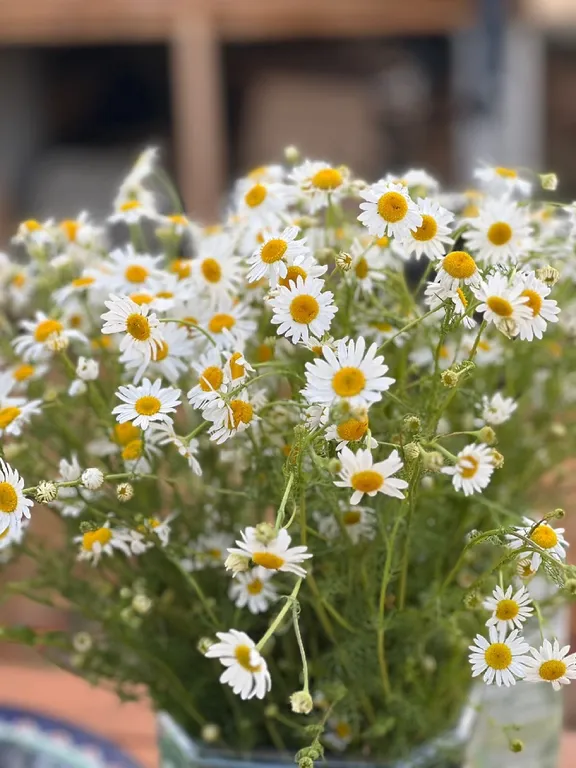 Глэмпинг AnnMariHome