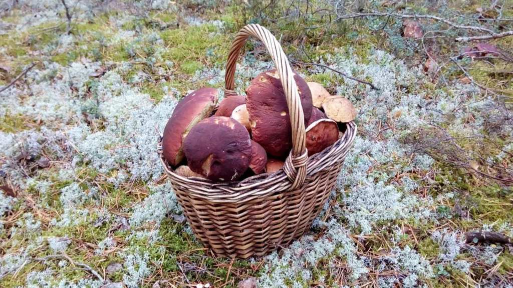 Коттедж Дом в скандинавском стиле — Приладожское